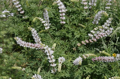 California Natives Seedhunt Form Of Lupine Carries Soft Pink To Light Lavender Flowers Over Green Leaves Annual 30 Seeds