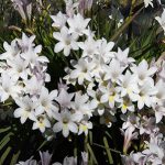 Freesia alba
