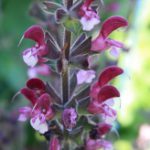 Salvia hierosolymitana