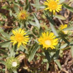 Grindelia camporum