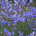 Heliophila coronopifolia