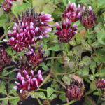 Trifolium phaeocephalum