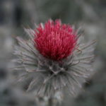 Cirsium occidentale