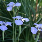 Cypella coelestis