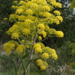 Ferula species