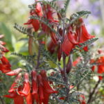Lessertia montana