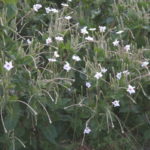 Mirabilis longiflora