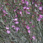 Stephanomeria virgata