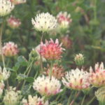 Trifolium fucatum