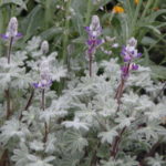 Lupinus concinnus