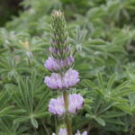 Lupinus microcarpus --lavender blue