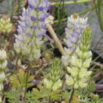 Lupinus luteolus