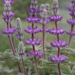 Lupinus microcarpus var microcarpus