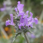 Salvia carduacea