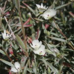 Clarkia purpurea quadrivulnera--white