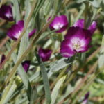 Clarkia purpurea quadrivulnera