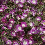Clarkia speciosa ssp immaculata