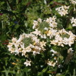 Collomia grandiflora