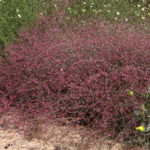 Eriogonum vimineum