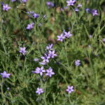 Gilia nevinii