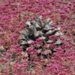 chorizanthe ventricosa