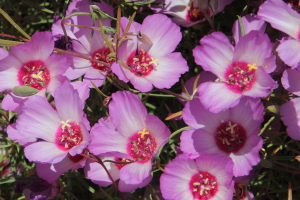 Clarkia gracilis ssp tracyi