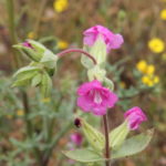 Diplacus bolanderi