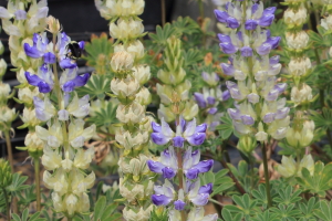 Lupinus luteolus