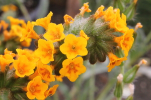 Amsinckia tessellata gloriosa