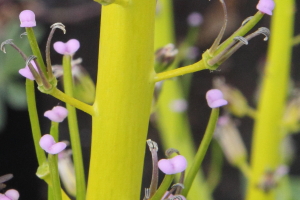 Caulanthus inflatus