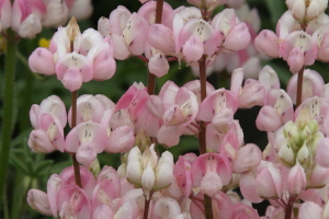 Lupinus nanus Pacific Pink